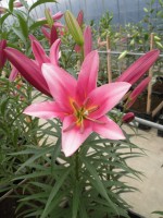 [1733 SpaceMountain No01.JPG]